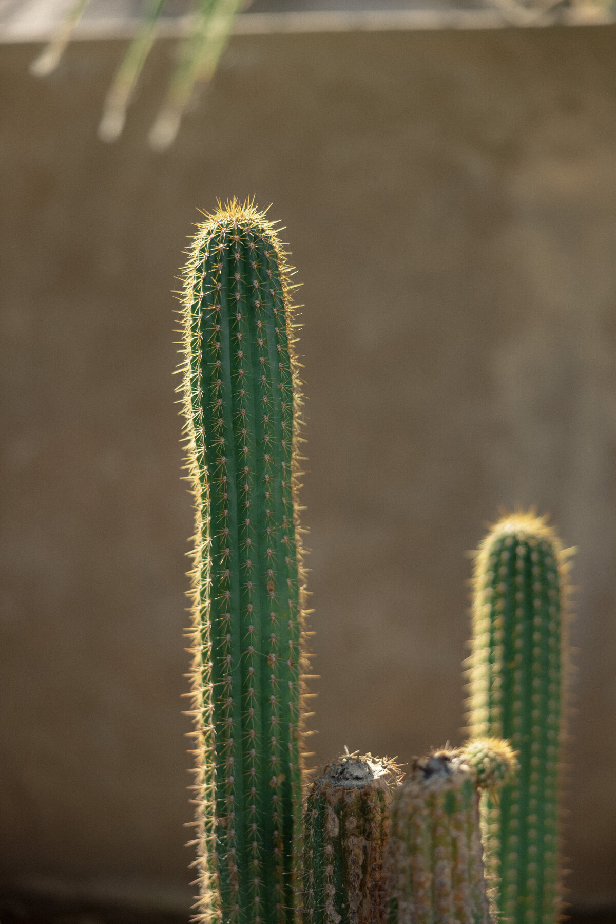 palm-springs-wedding-photographers-documentary-film-8553