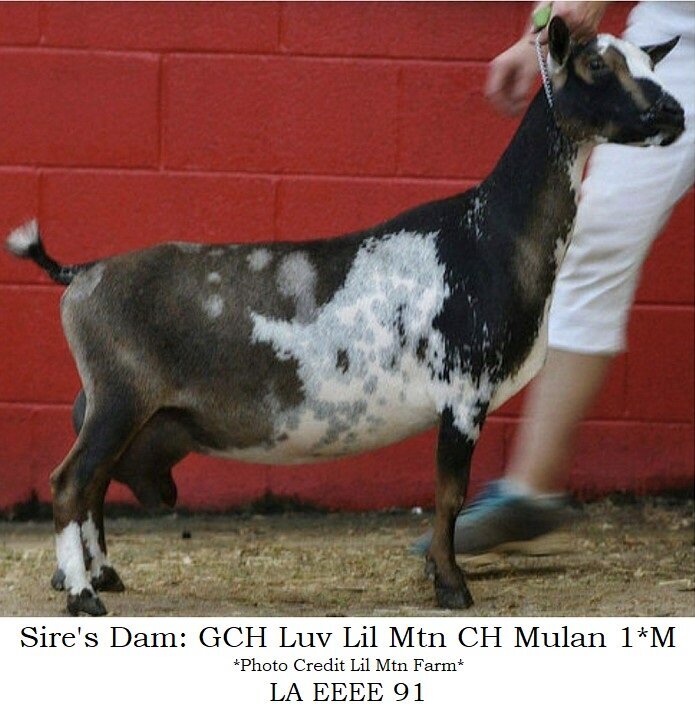 sire dam2