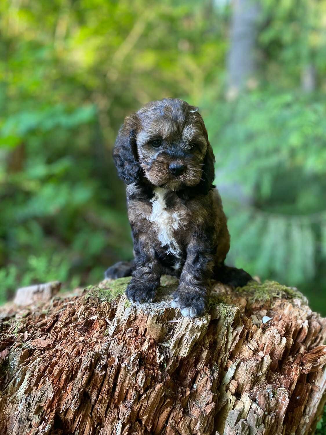 Heavenly Puppies to Love Cavapoo, Cockapoo, and Maltipoo Puppies Photo May 25 2023, 7 31 52 PM47