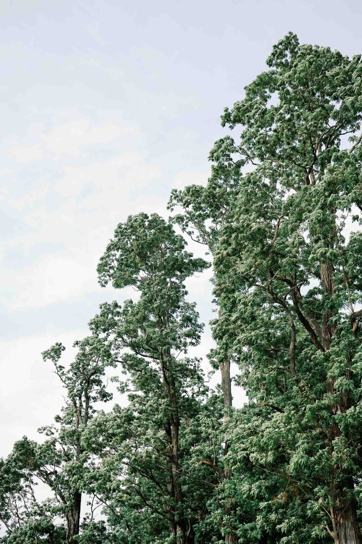 trees at brick house shelburne museum wedding