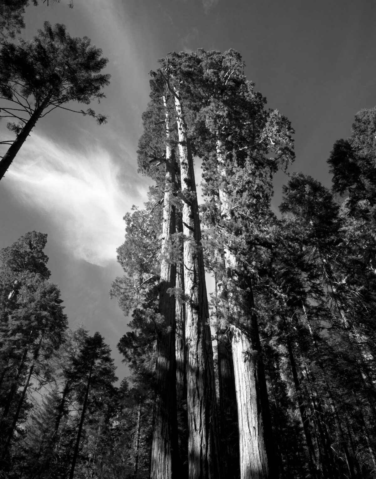 Sequoia_Kings_007_BW