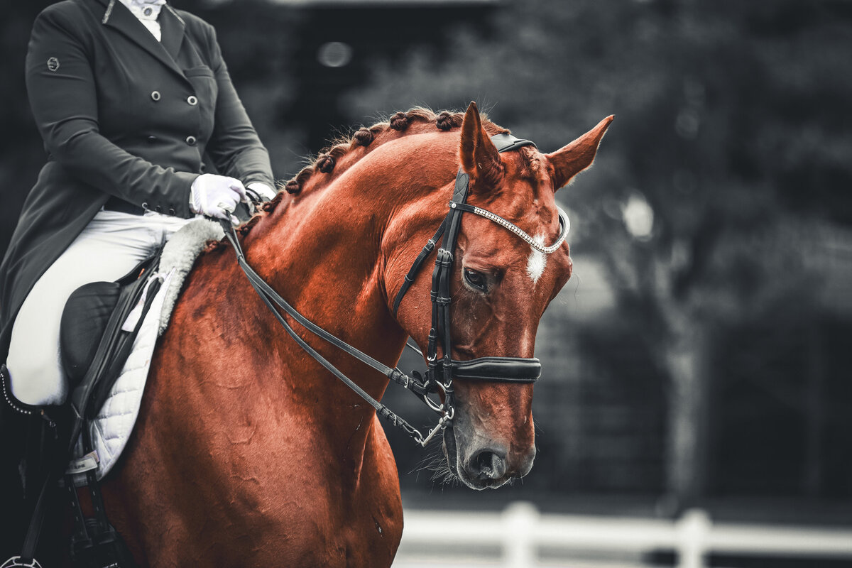 A color pop of a chestnut dressage horse warming up before their test at the Georgia International Horse Park in Conyers, Georgia.