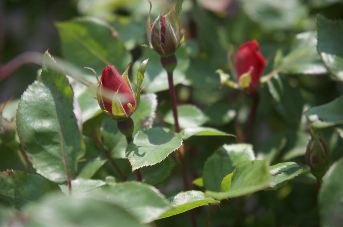 Screenshot 2025-07-21 at 12.20.03 AM