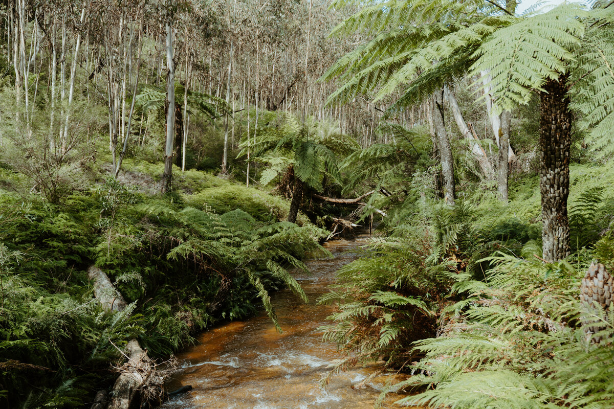 Ash + Puja Blue Mountains Engagement Daisy + Pine Weddings Photography-01292