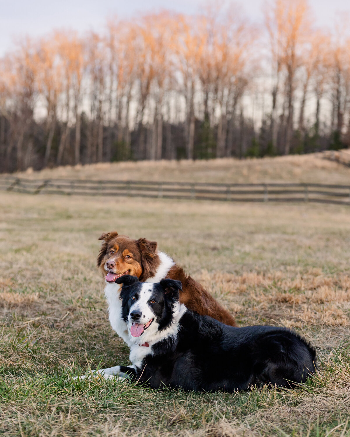 Pet Photographer Richmond Virginia