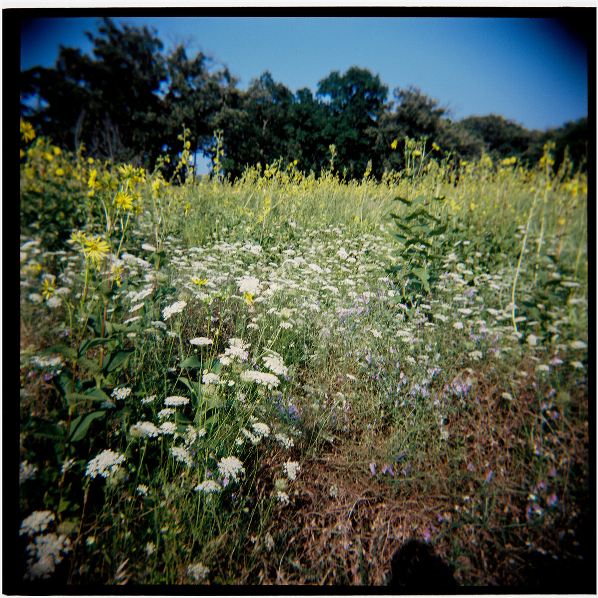 elawafarm-lakeforest-wedding-photos3