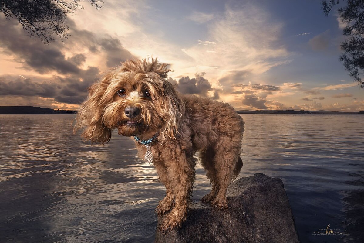 dog smiling at the lake