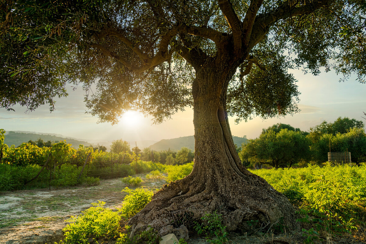 Large tree with sunlight shining through branches, representing resilience, healing, and hope.