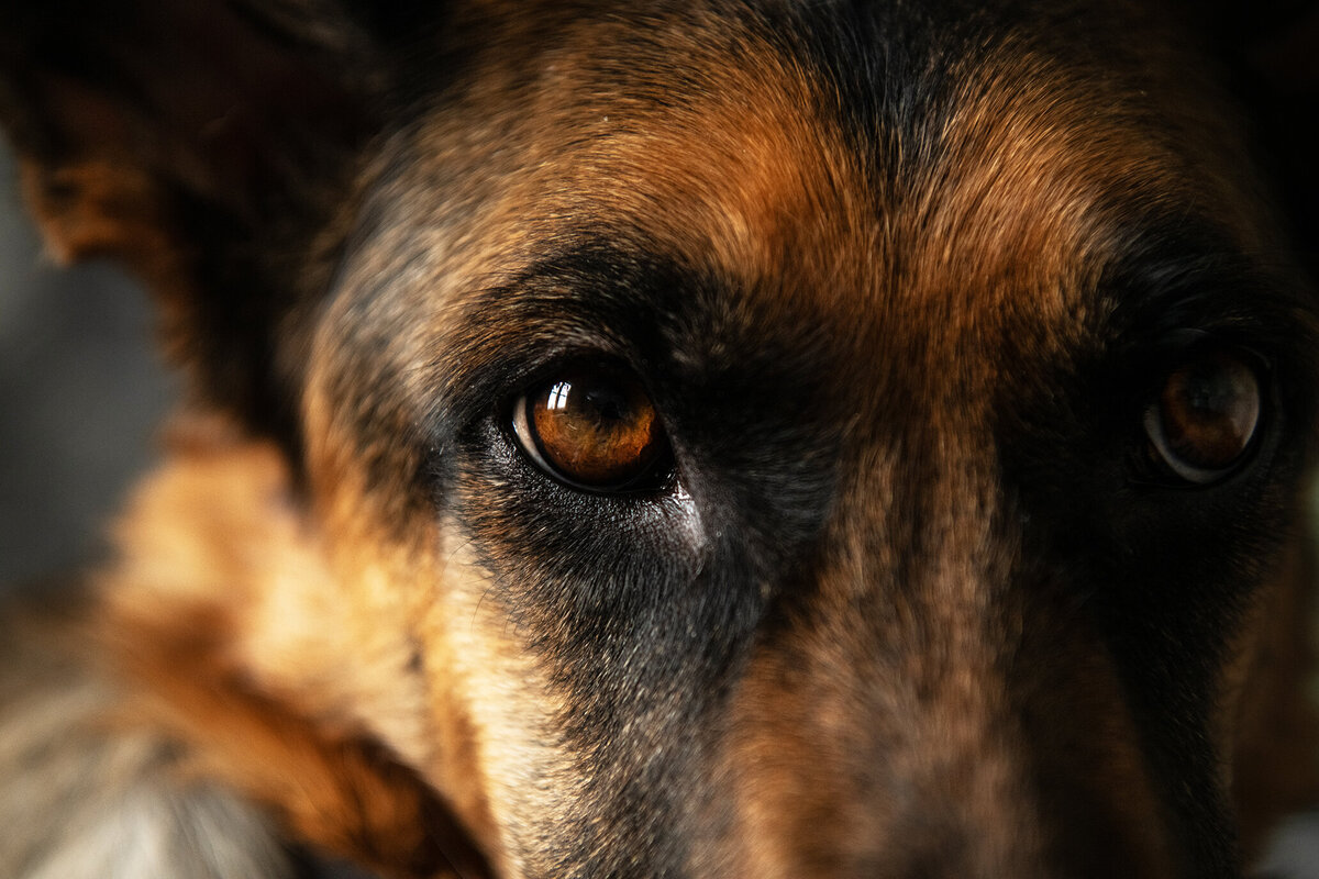 RainbowBridge_Duluth_Minnesota_Northshore_Dogphotos_GermanShepherd_indoorsession_rainbowbridgelegacy