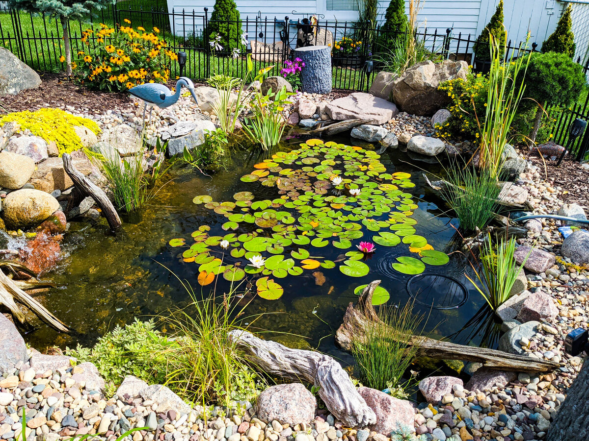 Koi pond with lily pads, driftwood, and lush green pond plants