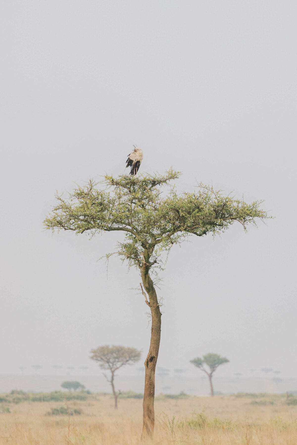 maasai-mara-kenya-IMG_1355-2