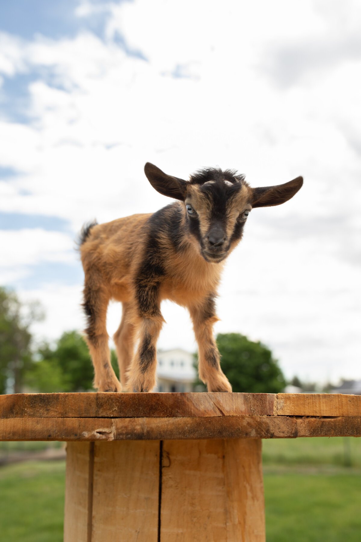 Capella Rach Baby Goats 2021-Simply Cassandra-39