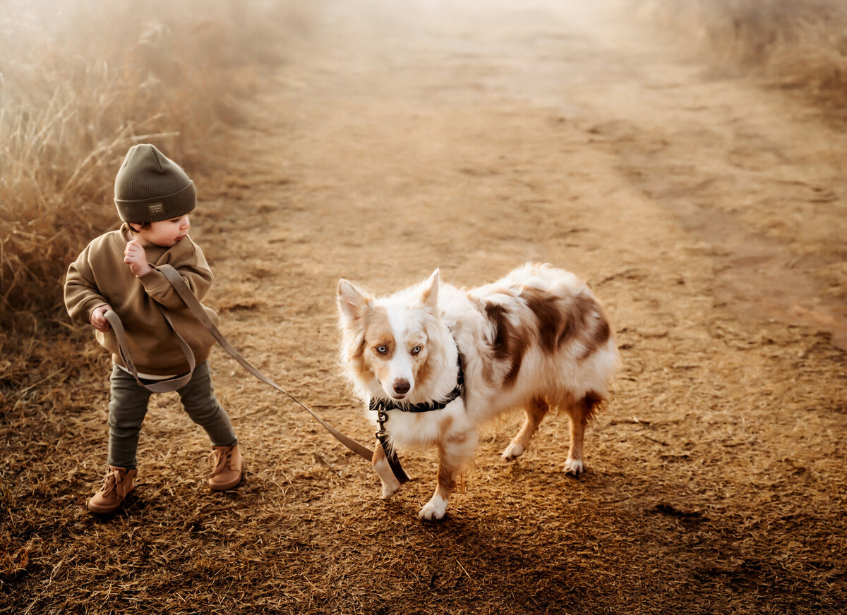 A little boy leads his dogs on a country road
