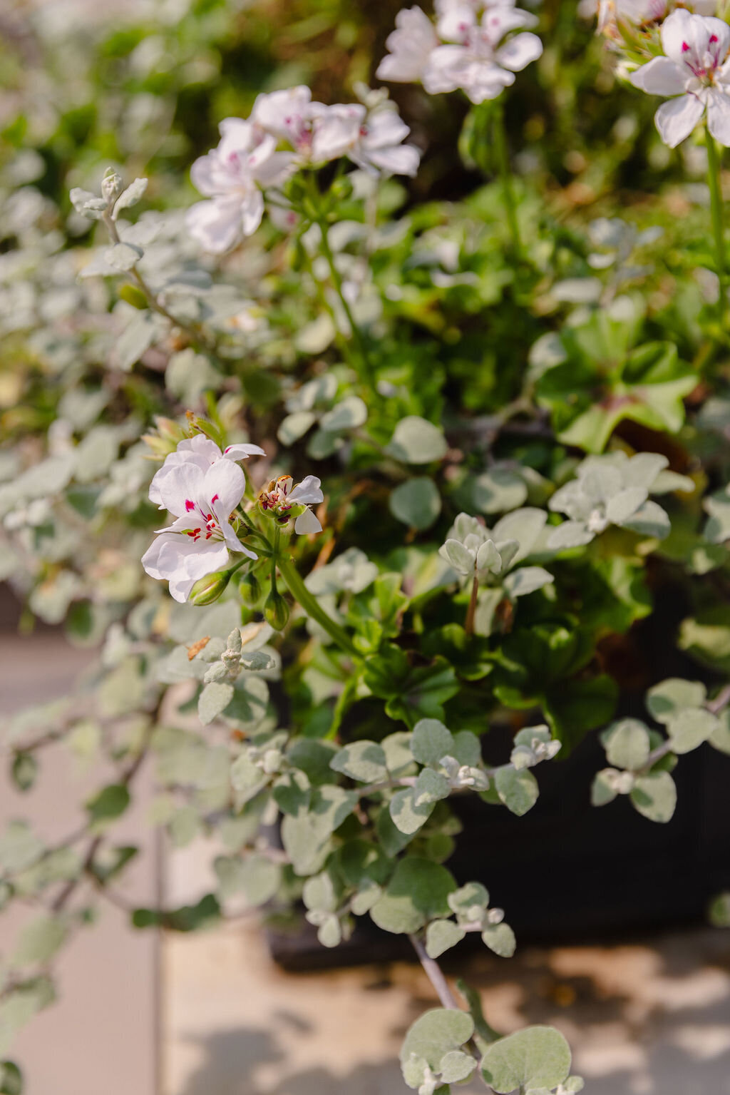 Lanier Landscapes DMV Landscape Designer 1