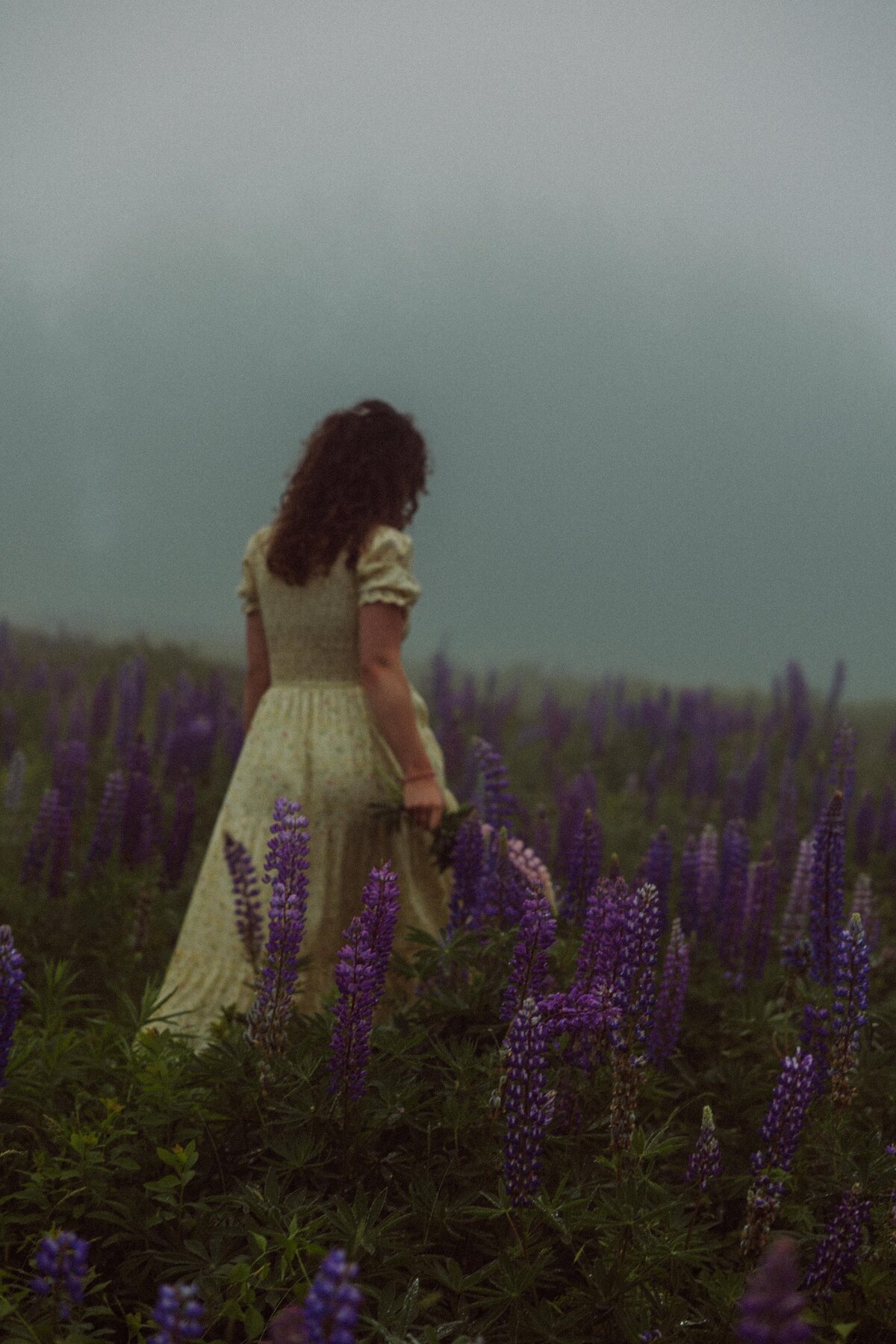 Viewing Lupines in Maine