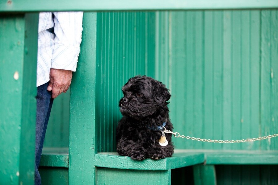 a black dog sits by pet person in front of a green wall