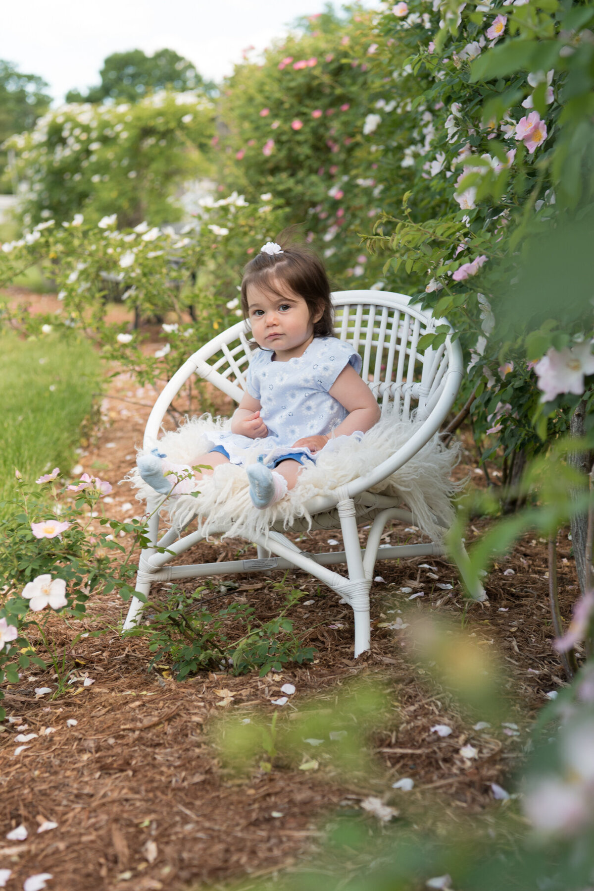 A one-year old girl is looking at the camera, sitting in a white chair in a rose garden
