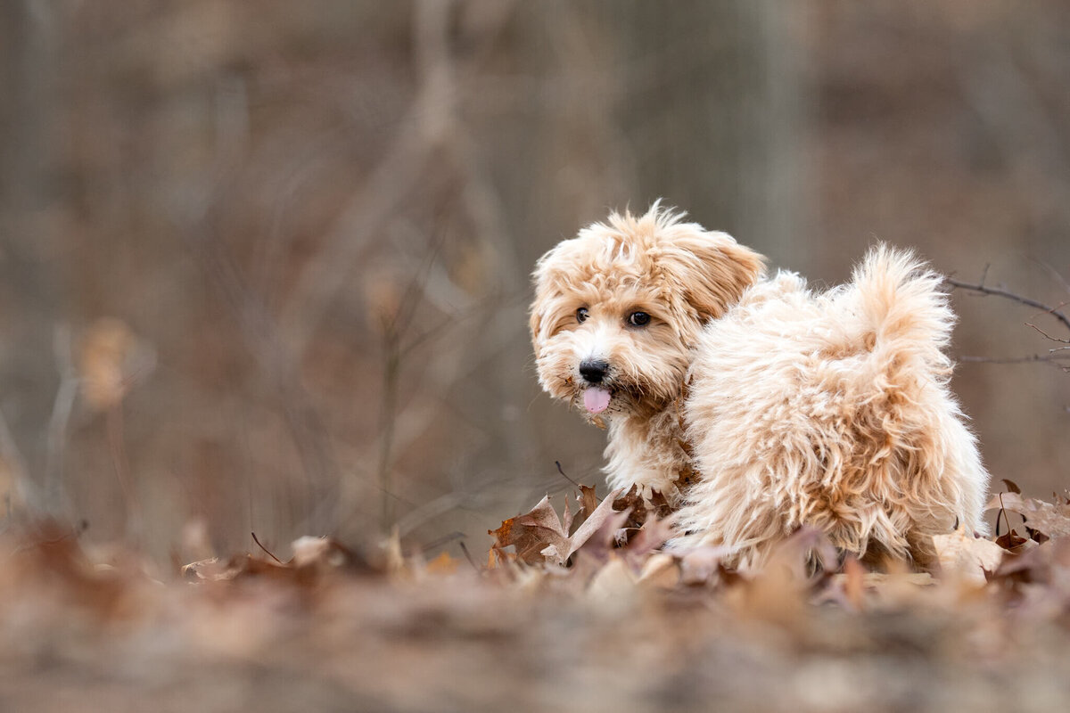 Golden Doodle puppy lookng over his left shoulder sticking his tongue out at his Worcester dog photographer