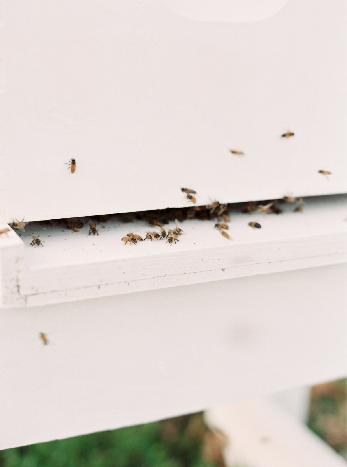 website bees (18 of 46)