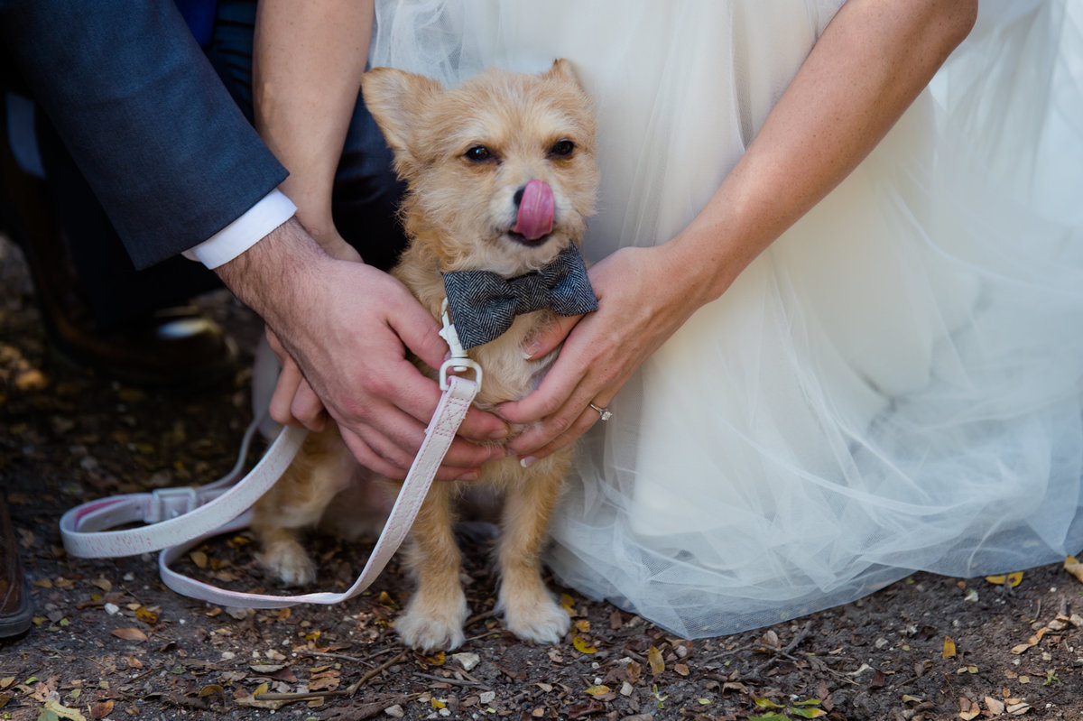 Dog as ring bearer by Brittany Barclay Photography