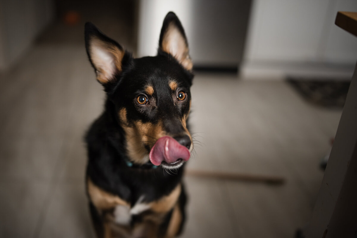 Dog photographed with tongue sticking out