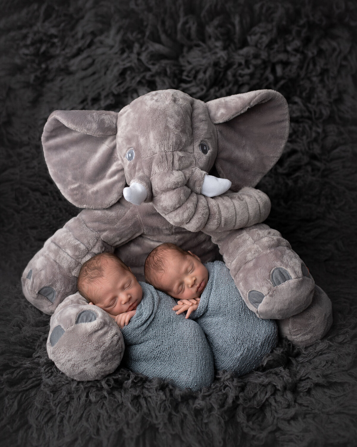 Creative newborn twin Session with elephant captured by Laura King, Houston Photographer