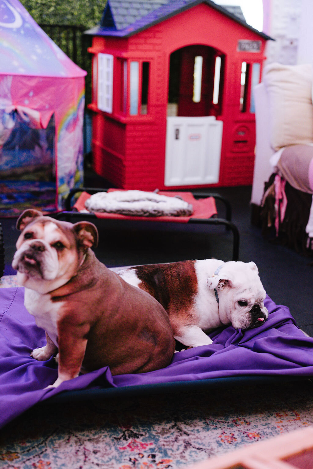05.14hillfamilypetcare-297