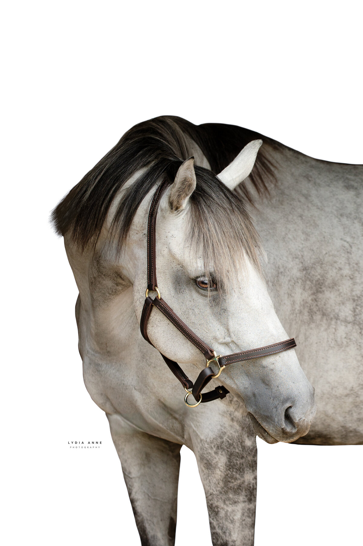 Let us capture the beauty and bond between you and your horse with a custom equestrian portrait session in Rochester, NY. Whether you're looking for action shots that highlight your riding skills or peaceful portraits showcasing the serenity of horseback riding, our photography sessions offer something for every equestrian enthusiast. Our experienced photographers will work with you to create a personalized session that reflects your unique riding style, whether you're in a picturesque field, by a rustic barn, or in the open countryside. These portraits will not only preserve the memories of your equestrian experiences but also make beautiful additions to your home or portfolio.