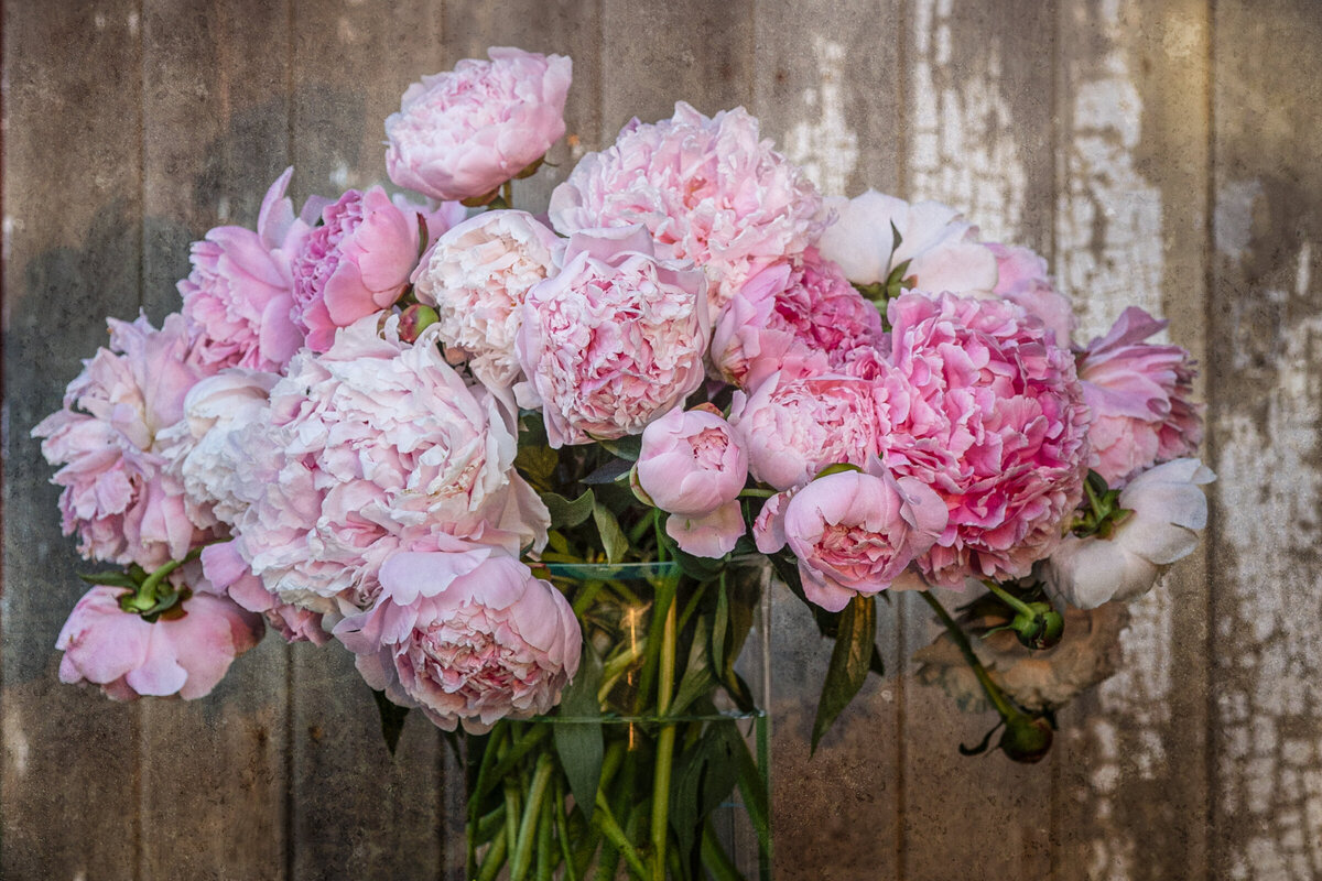 483624456-peonies-from-trish-6599-edit