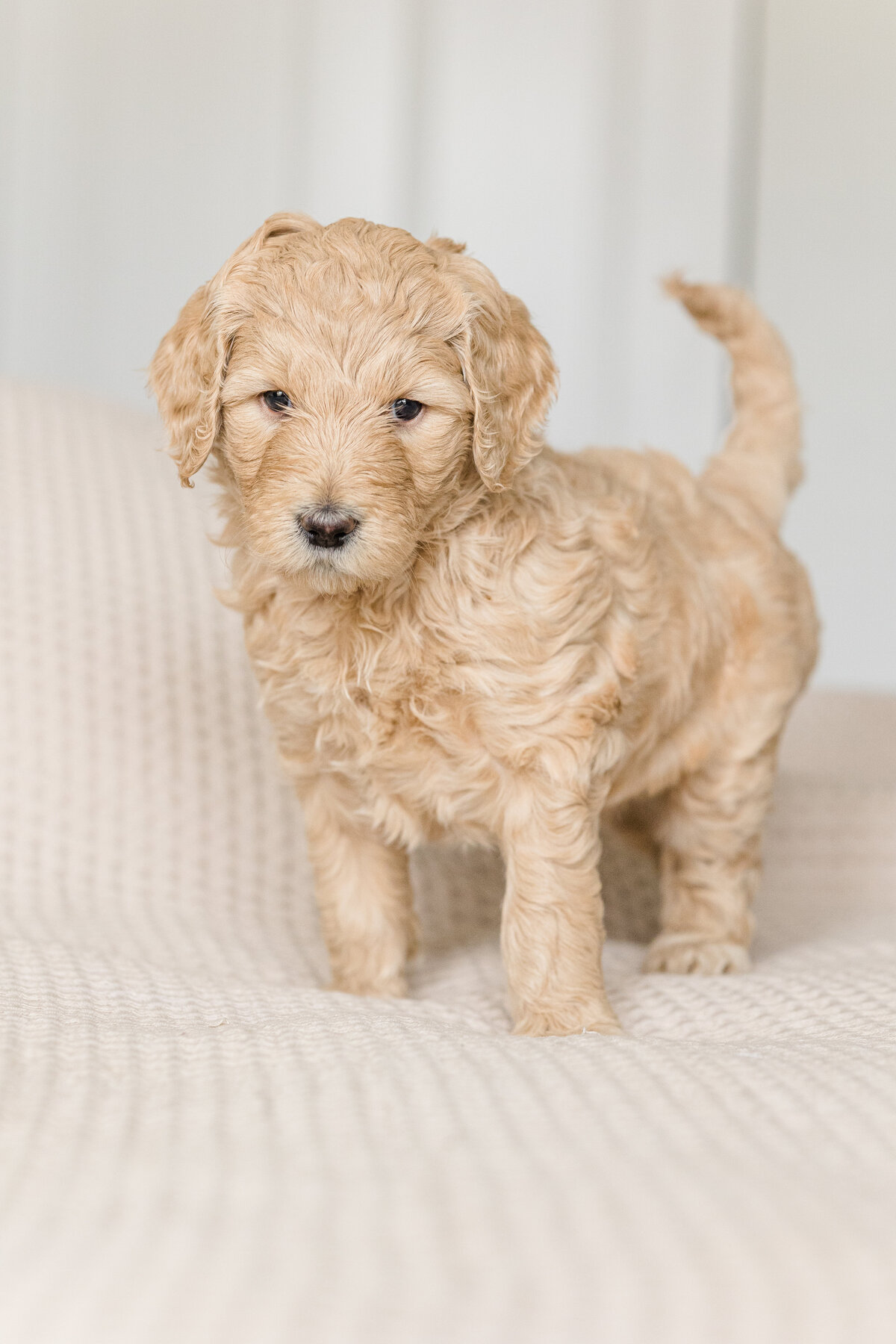 073_Bernedoodles