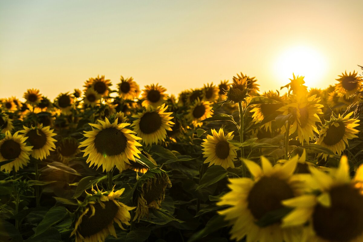 Sunflowers in field with sunset