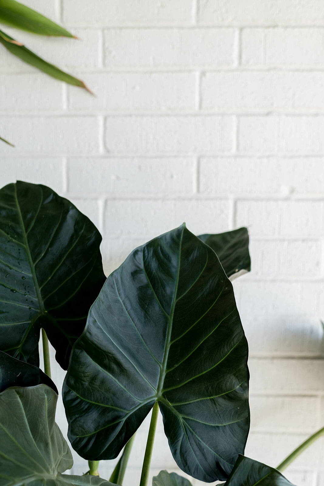 WoodwayTX_FREEBIRD-195