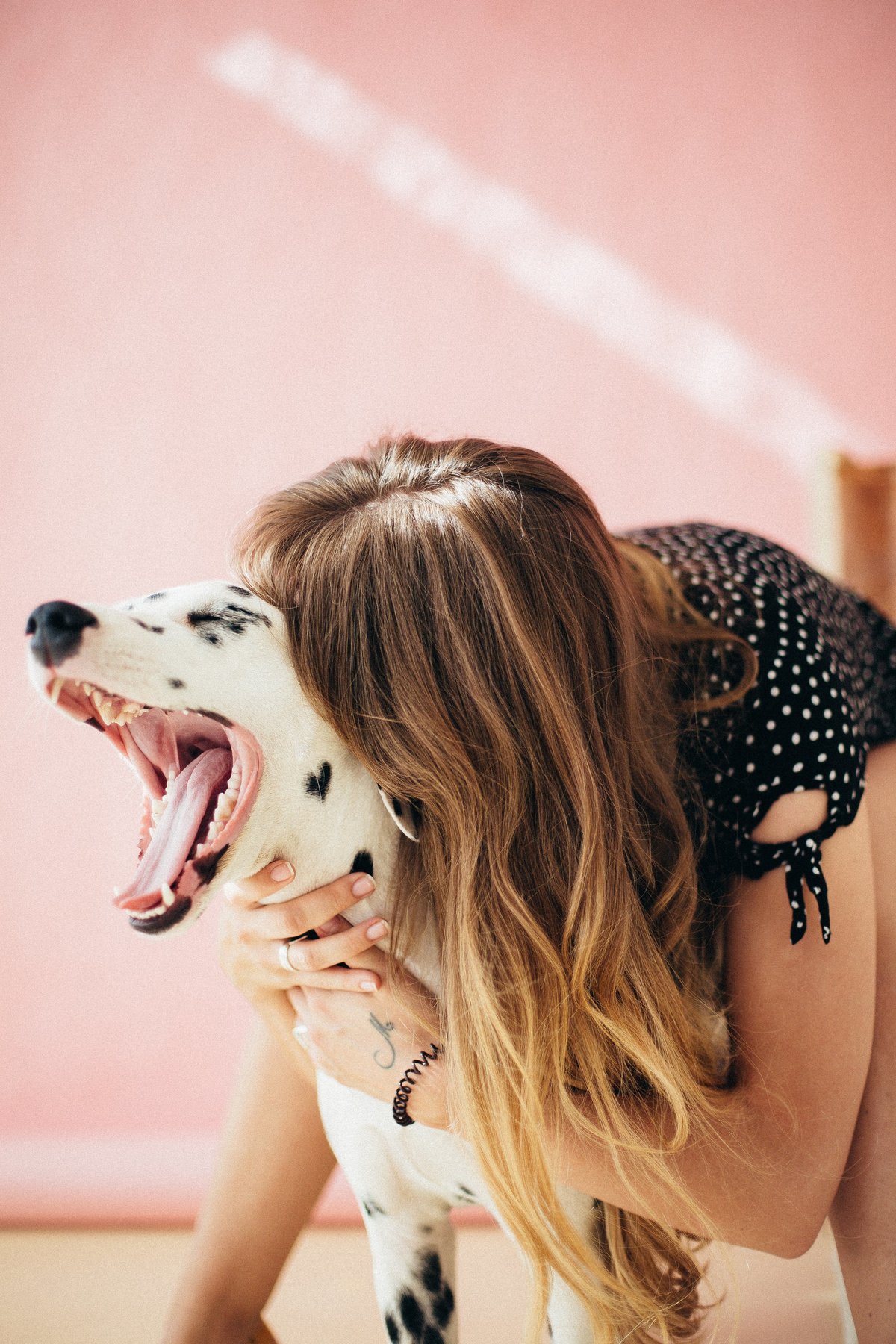 beautiful-canine-cute-1390075