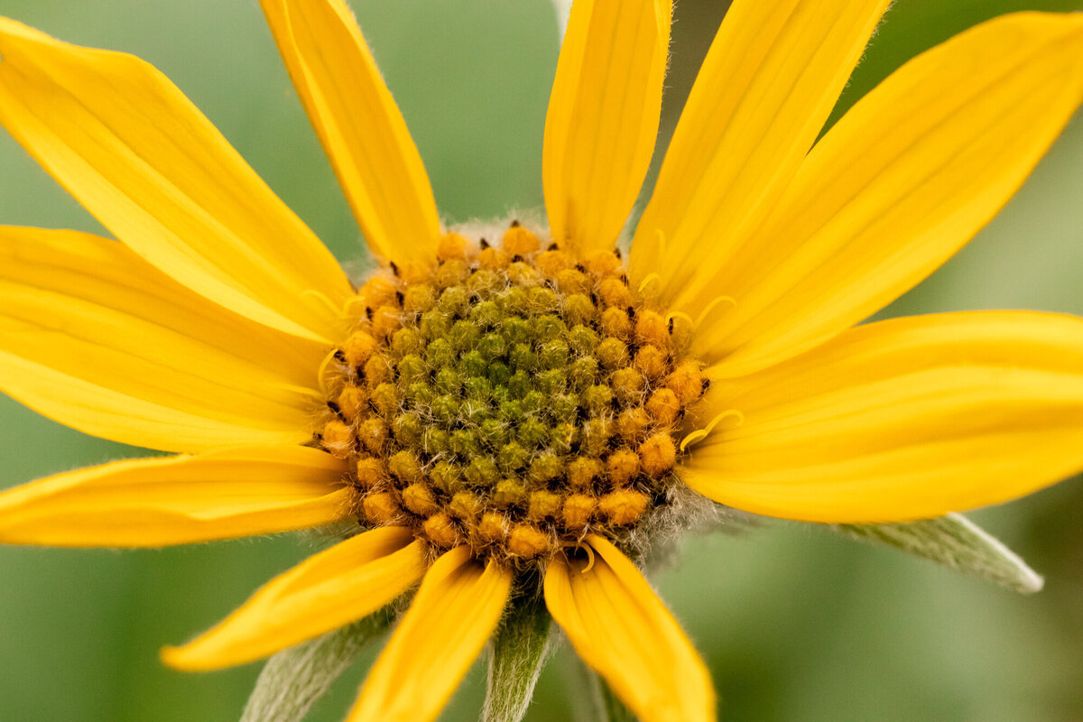 Montana wildflower yellow arrowleaf balsamroot, Crazy Canyon, Missoula, MT