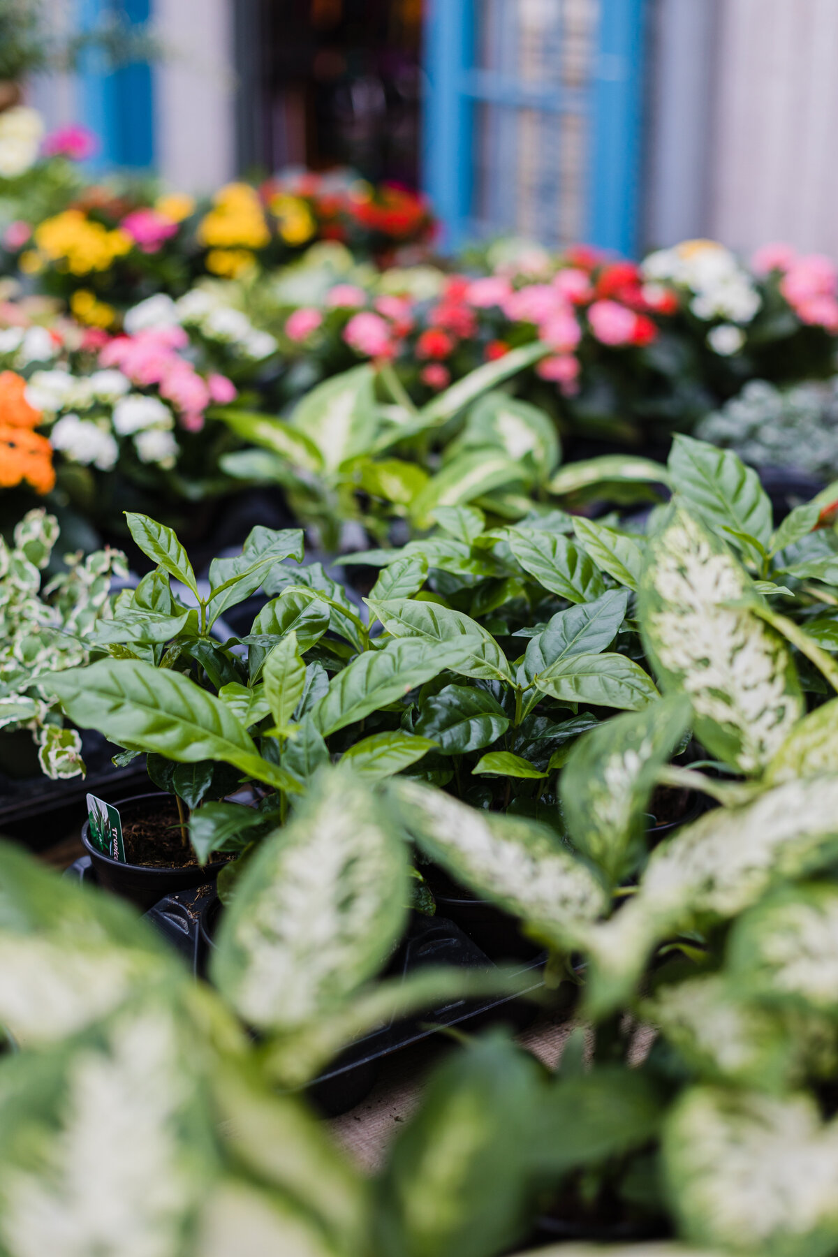 Pete's Greenhouse in Amarillo, Texas will provide you with expert information gleaned from decades of hard work and close observation. Not only are we known for growing the most vibrant blooms year after year, our customers come in seeking advice on how to maintain and grow their garden in our unique environment.