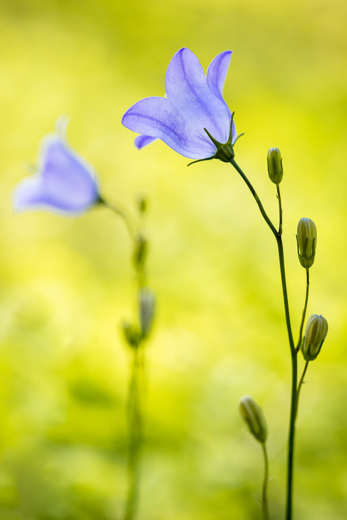 Two purple harebell Montana wildflowers, Pattee Canyon, Missoula