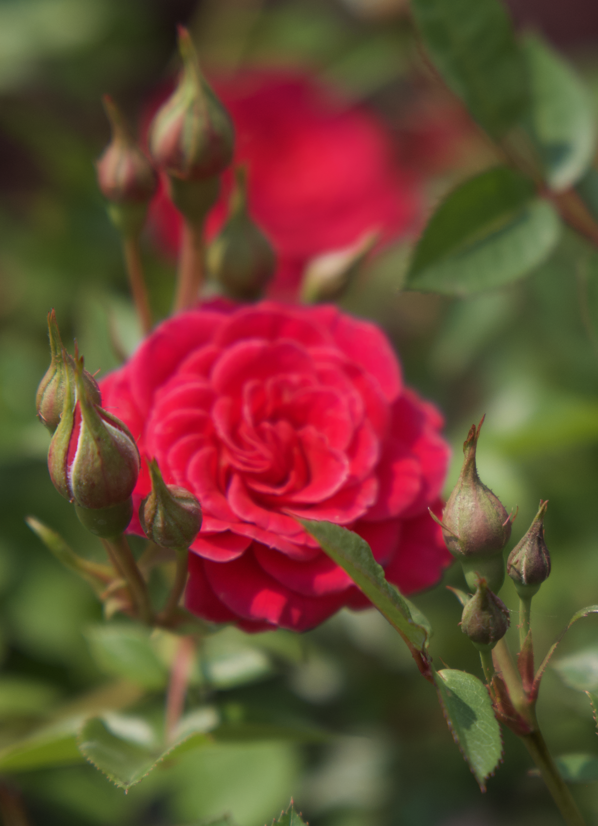 Screenshot 2025-07-21 at 10.52.43 AM