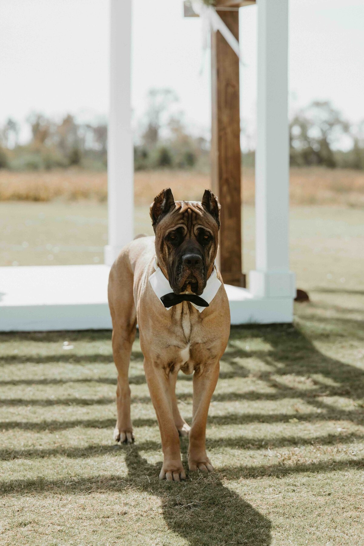 JackieJacobWeddingSneaks-71