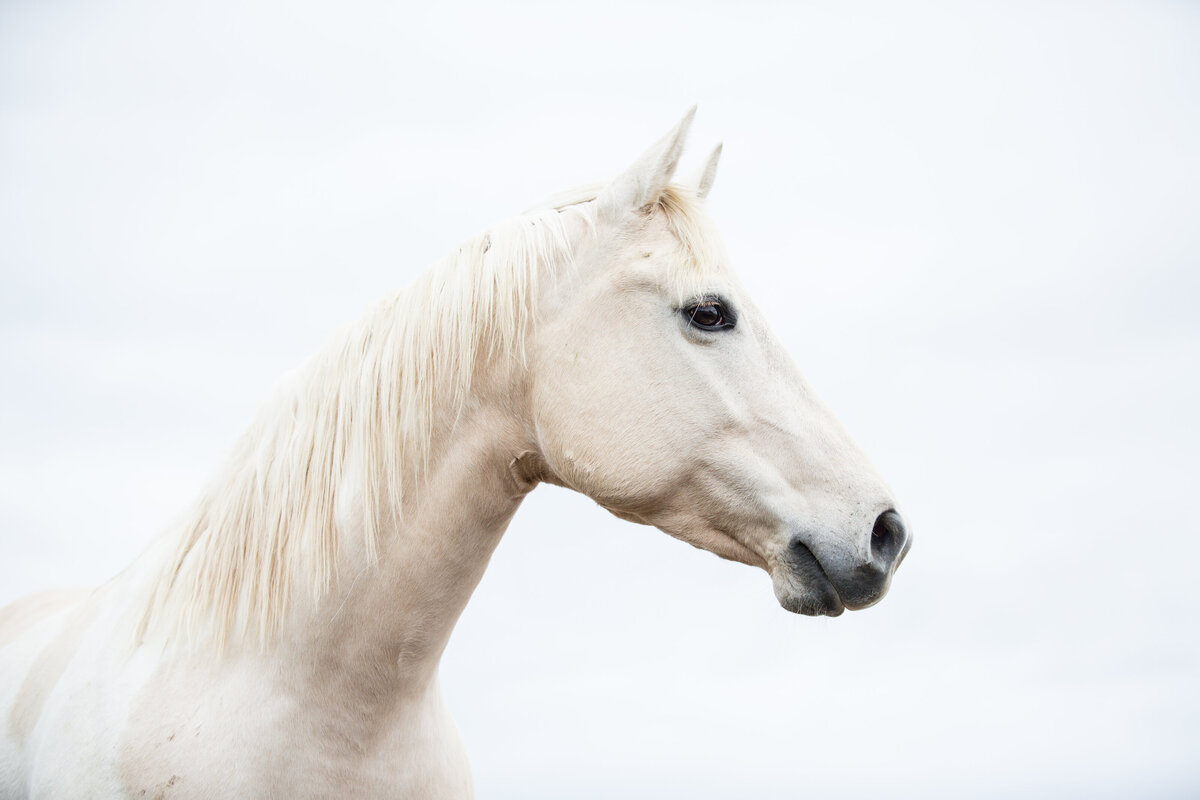20190514_Kya-Photography-Equestrian-Photographer-Bend-Oregon_0001