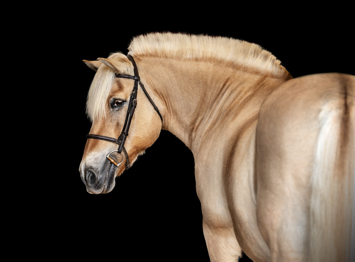 Fine art photo of Norwegian Fjord horse.