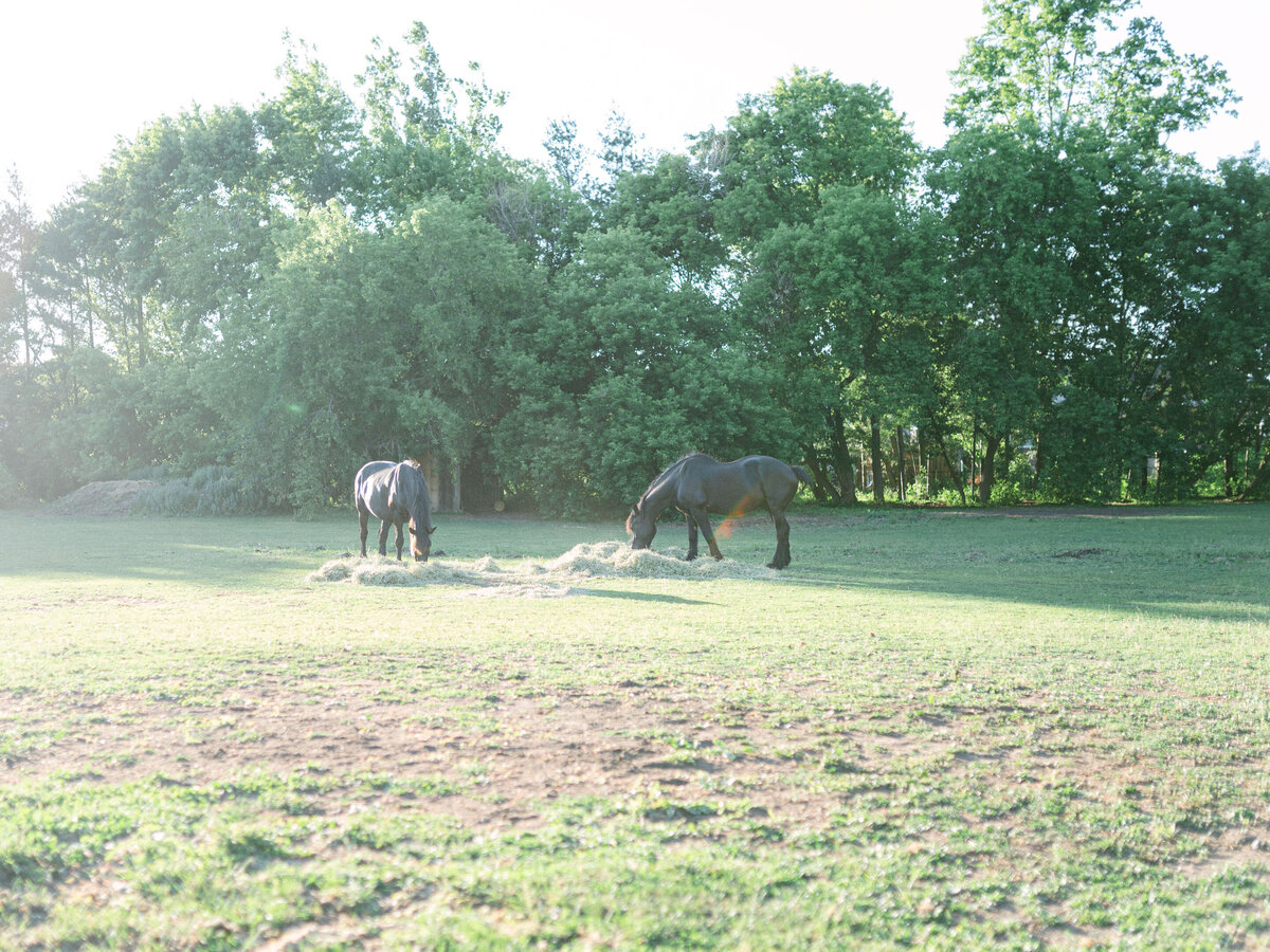 Josiah-Ryland-Wedding-Photography-Nithridge-Estate-Ayr-Ontario_79