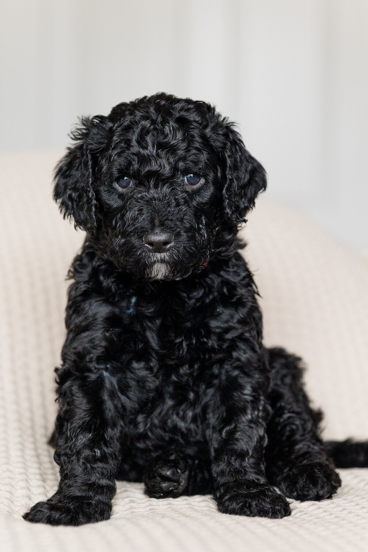 028_Bernedoodles