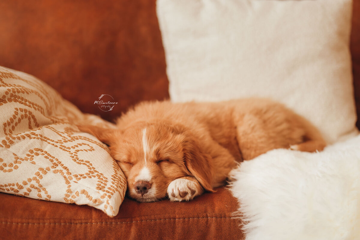 Tollerpuppy slapend op de zetel in de daglicht fotostudio te Geel