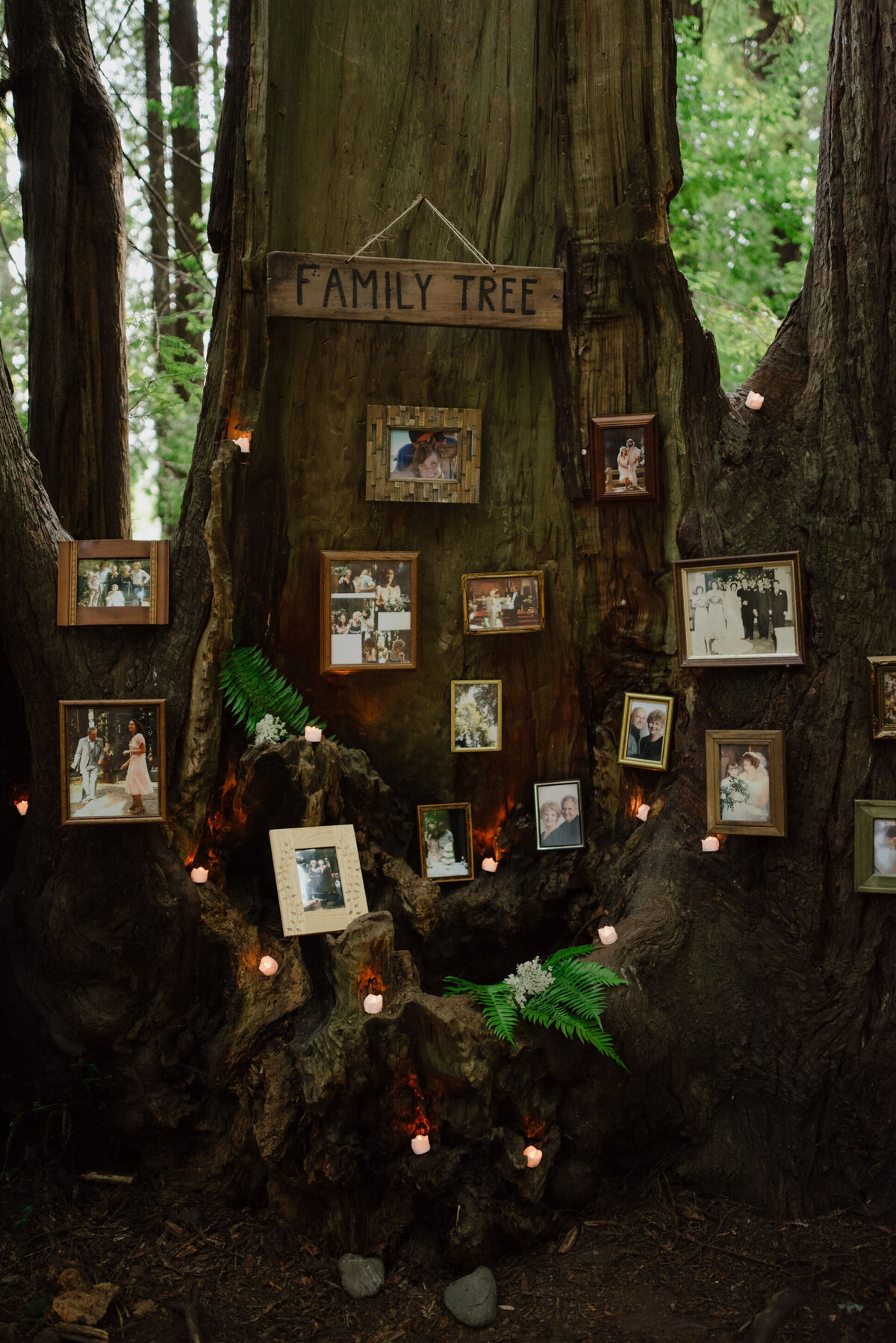 Frames decorate a literal family tree at a Pamplin Grove camping wedding