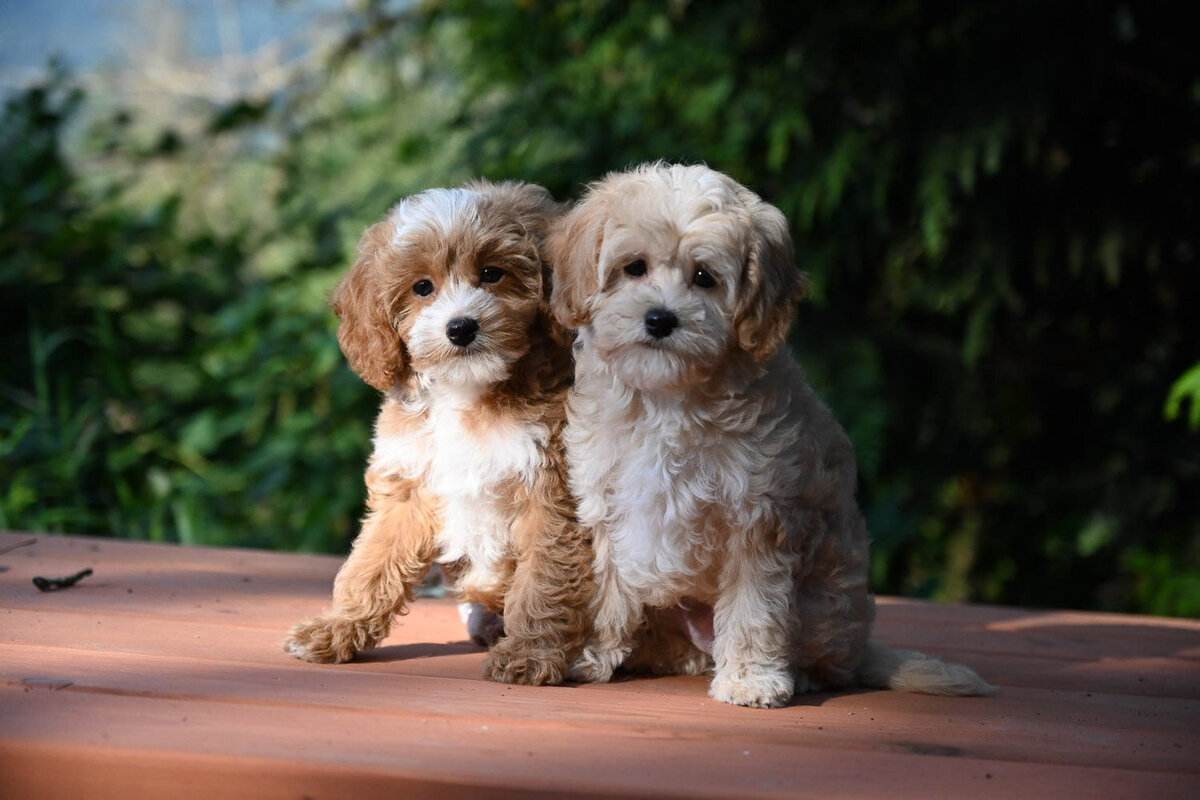 Heavenly Puppies to Love Cavapoo, Cockapoo, and Maltipoo Puppies Photo Aug 07 2024, 8 51 54 AM168
