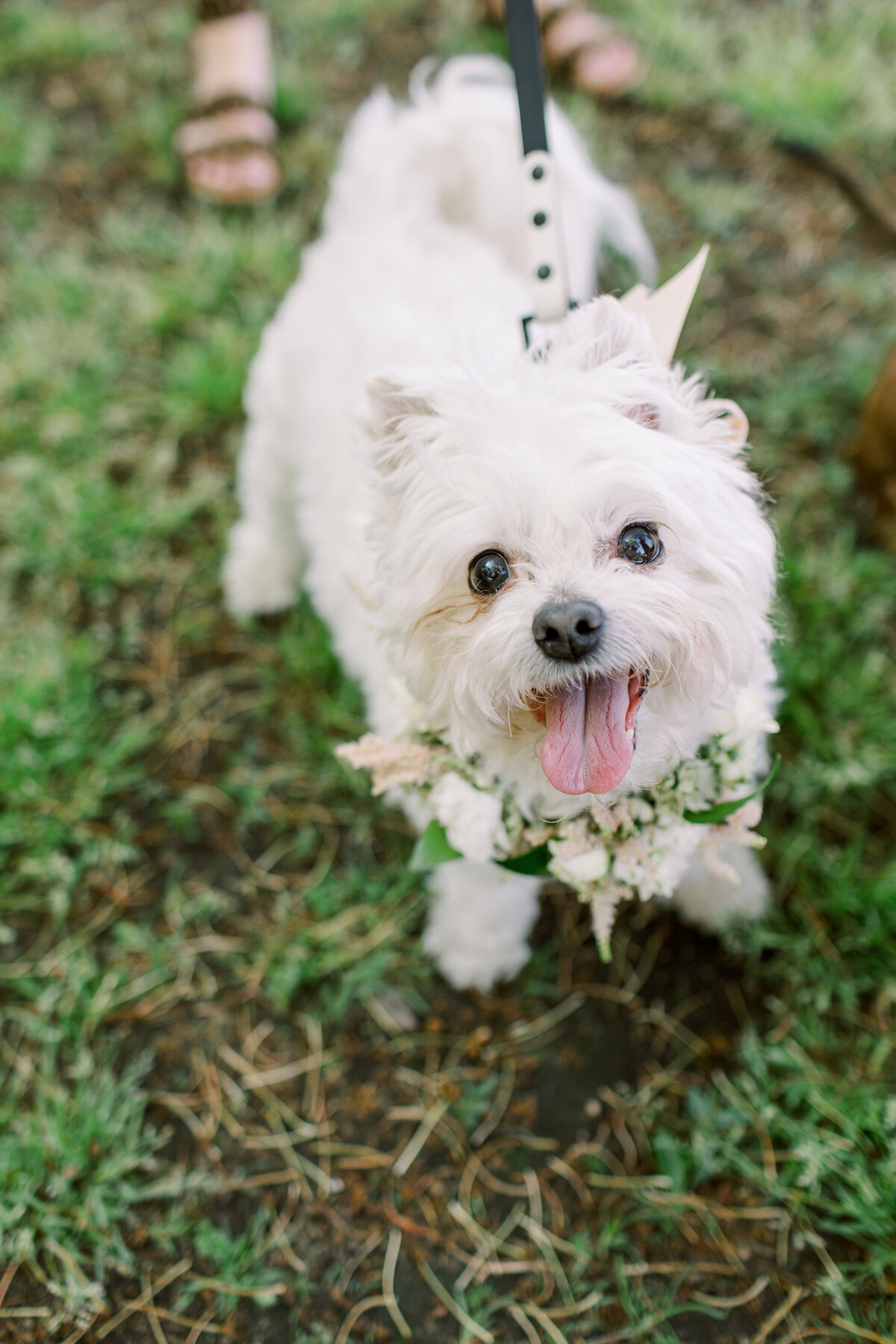 dog-ring-bearer-newport-wedding-sarah-brehant-events