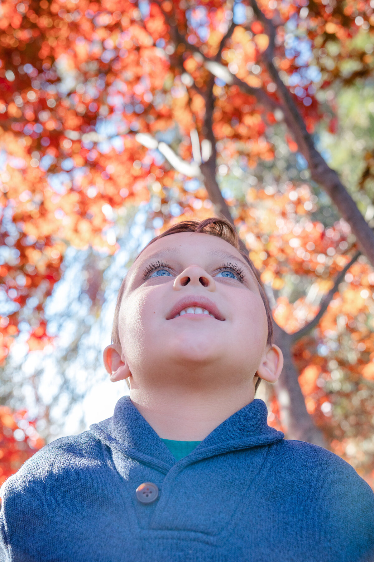 Child looks up in Japanese maple tree