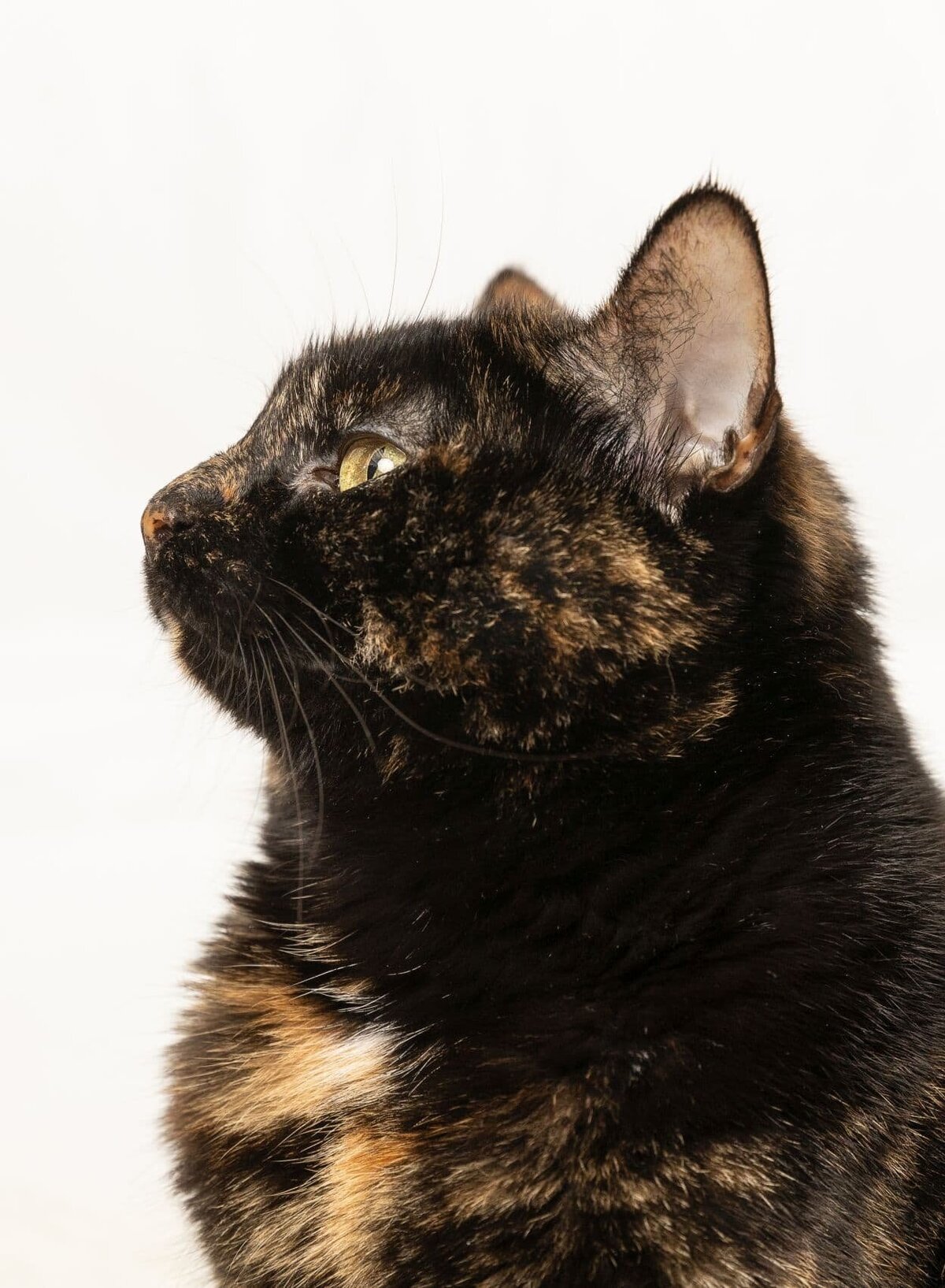 lilla-bordas-portraits-tampa-CAT-photographer1199