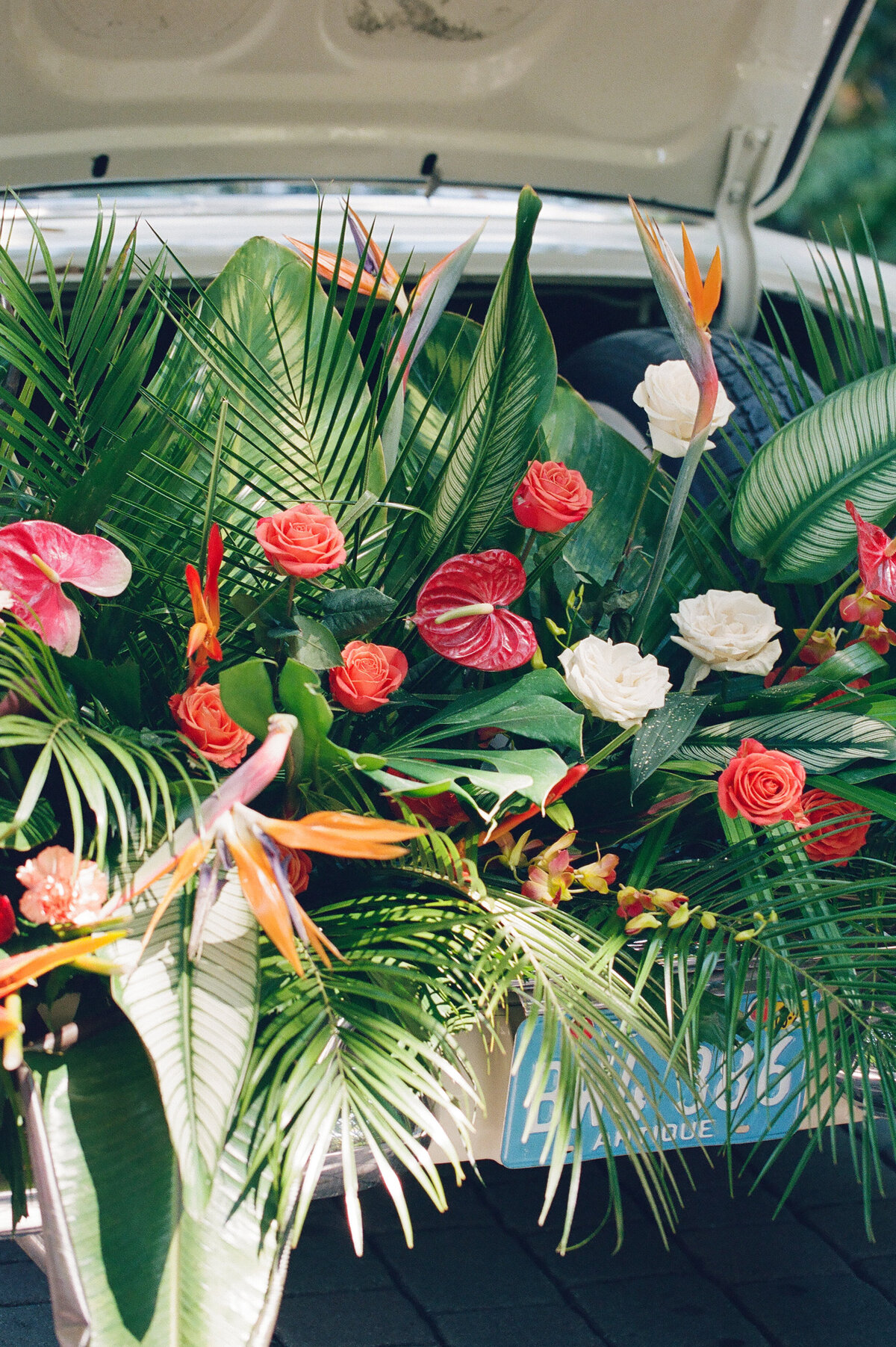 Tropical foliage spills out of the trunk of a vintage car.