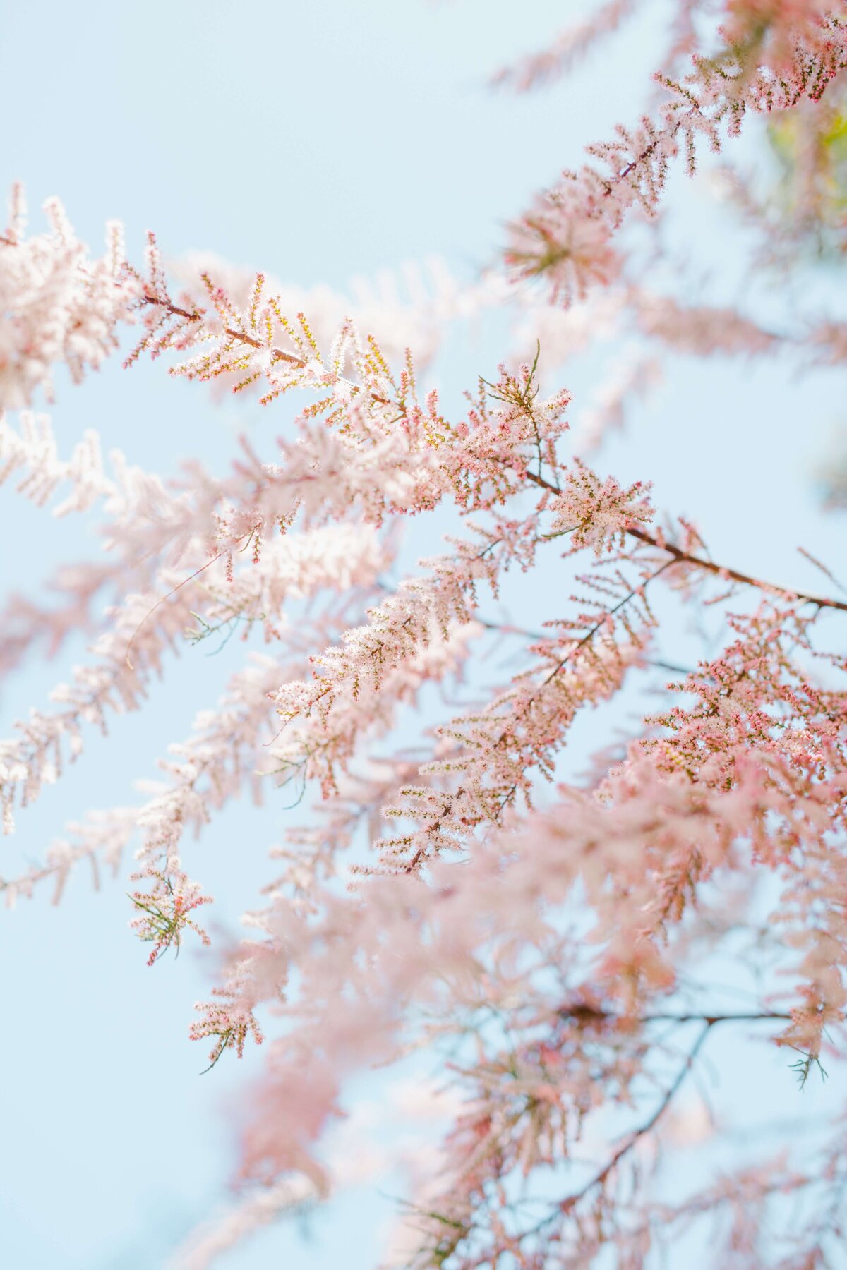 pexels-julia-volk-5273350